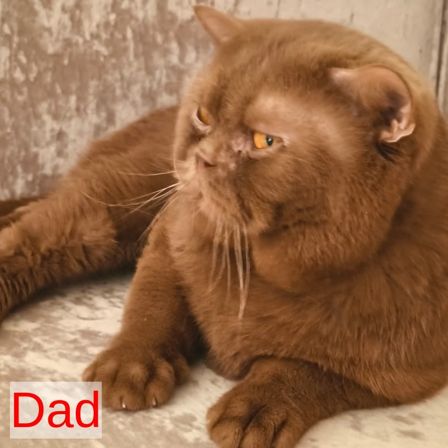 Perseya British Shorthair female, blue tortie