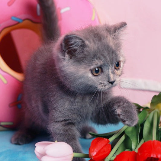 Aiza British Shorthair female, blue tortie