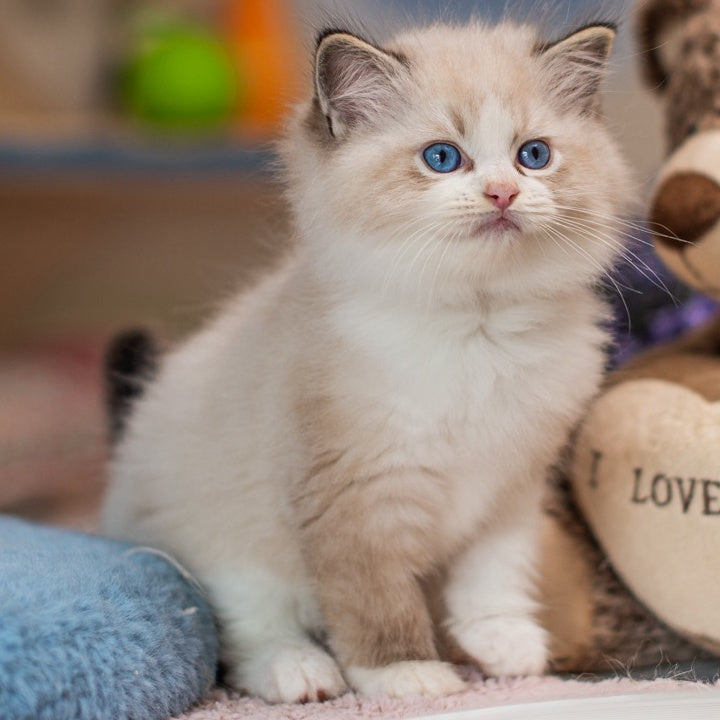 Xavi Ragdoll male, seal lynx bicolour