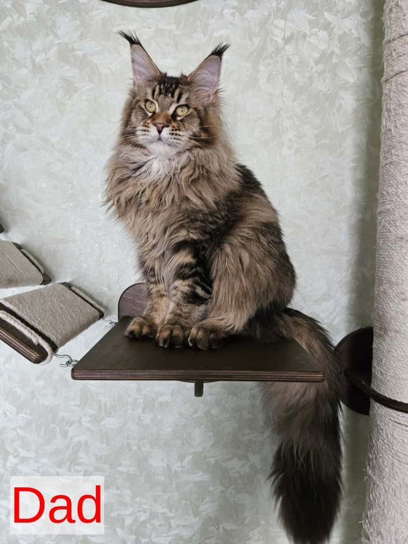 Quokka Maine Coon female, black ticked tabby