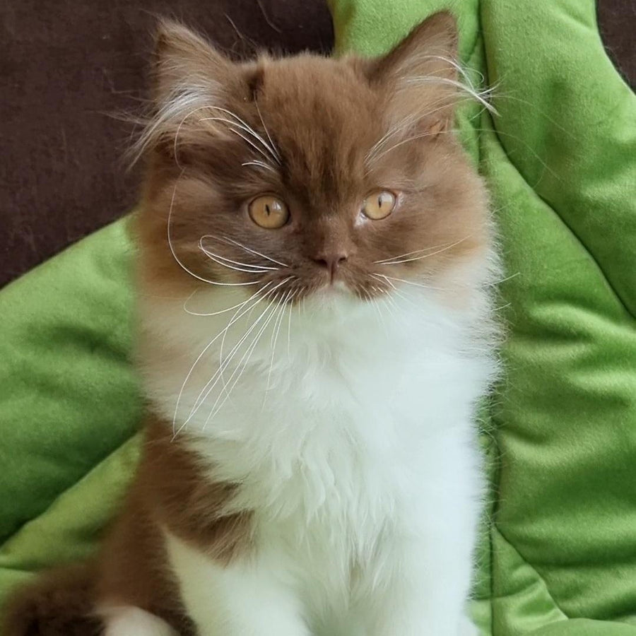 Emir British Longhair male, chocolate bicolour