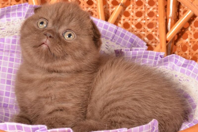 Tutta Scottish Fold female, chocolate