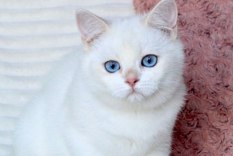 Bart British Shorthair male, blue golden shaded pointed