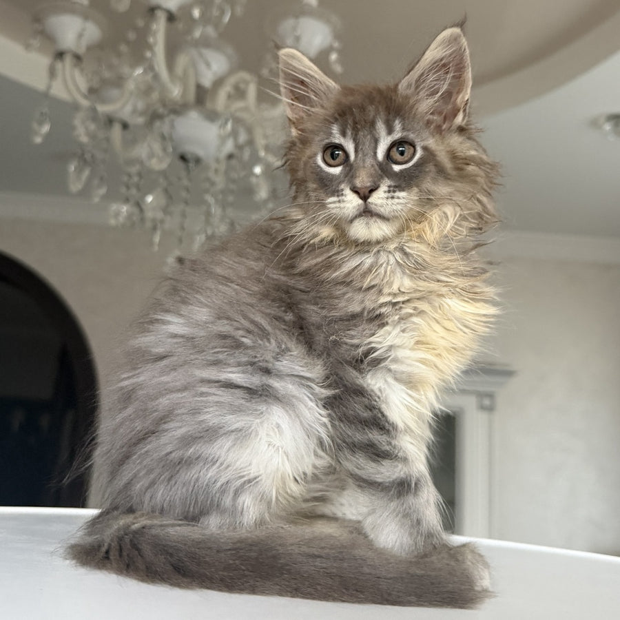 Eliot Maine Coon male, blue silver tabby