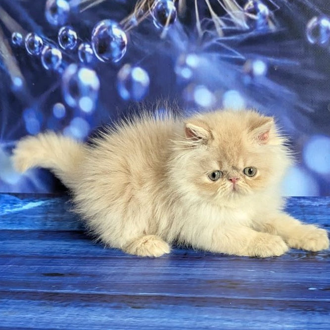 Timoti Persian male, cream tabby