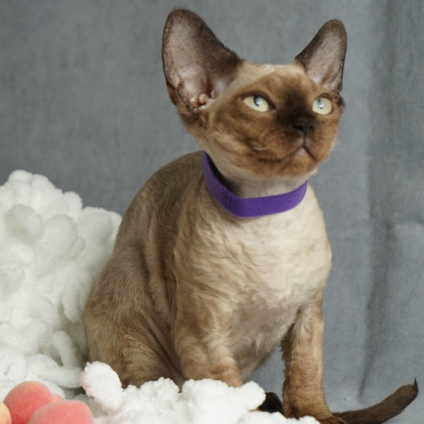 Naila Devon Rex female, chocolate pointed