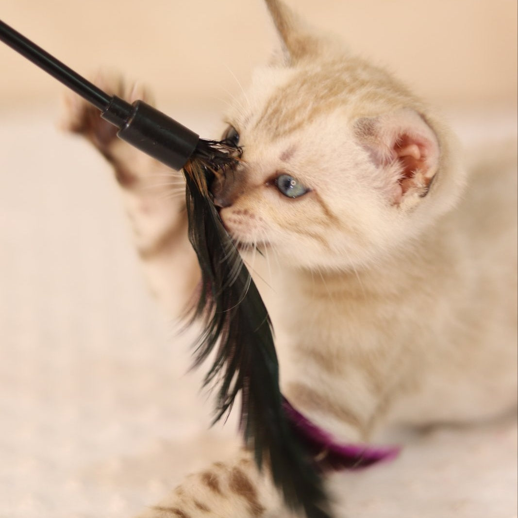 Xander Bengal male, black spotted tabby pointed
