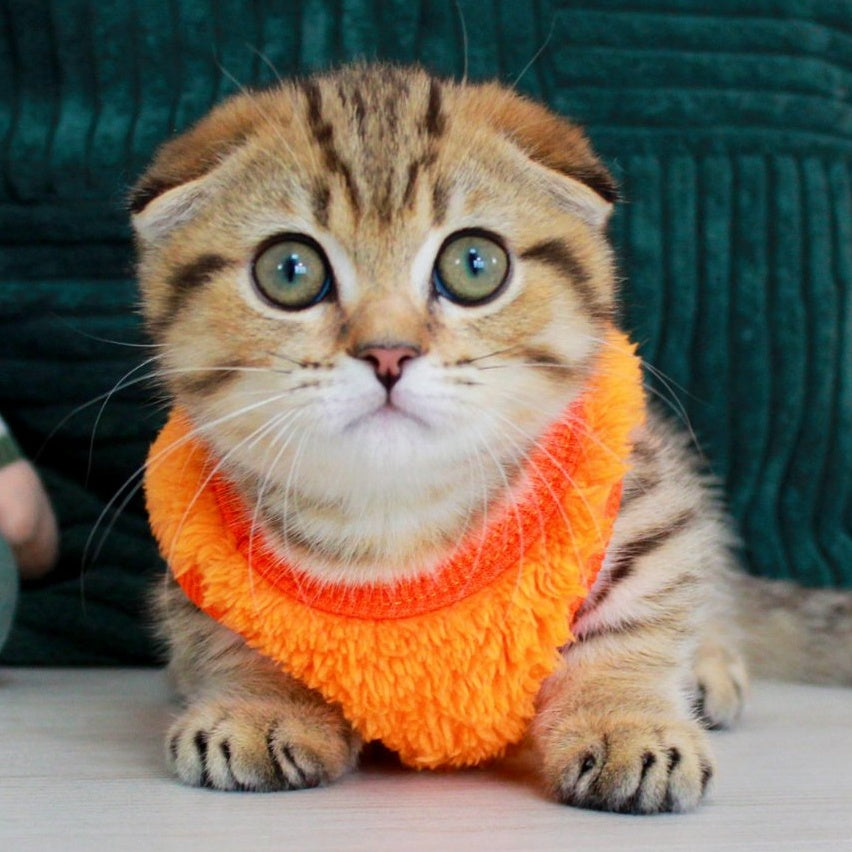 Marcus Munchkin male, chocolate golden spotted tabby