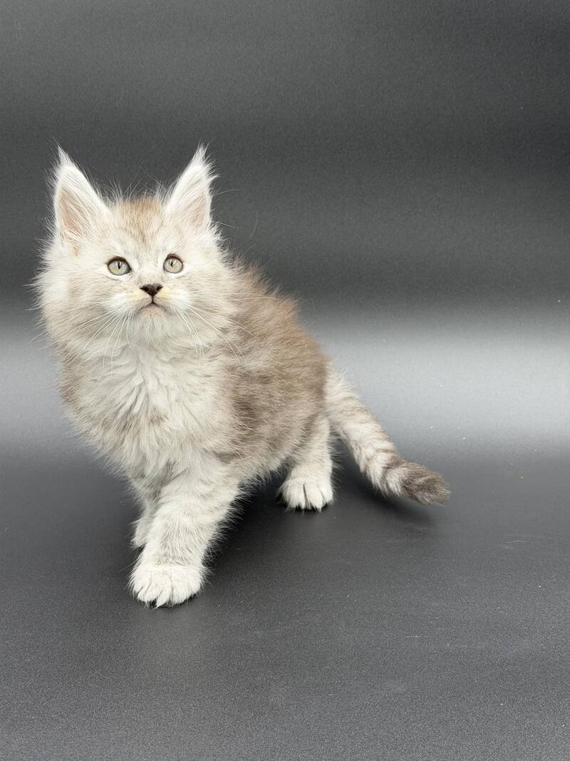 Ronald Maine Coon polydactyl male black silver spotted tabby - live animals