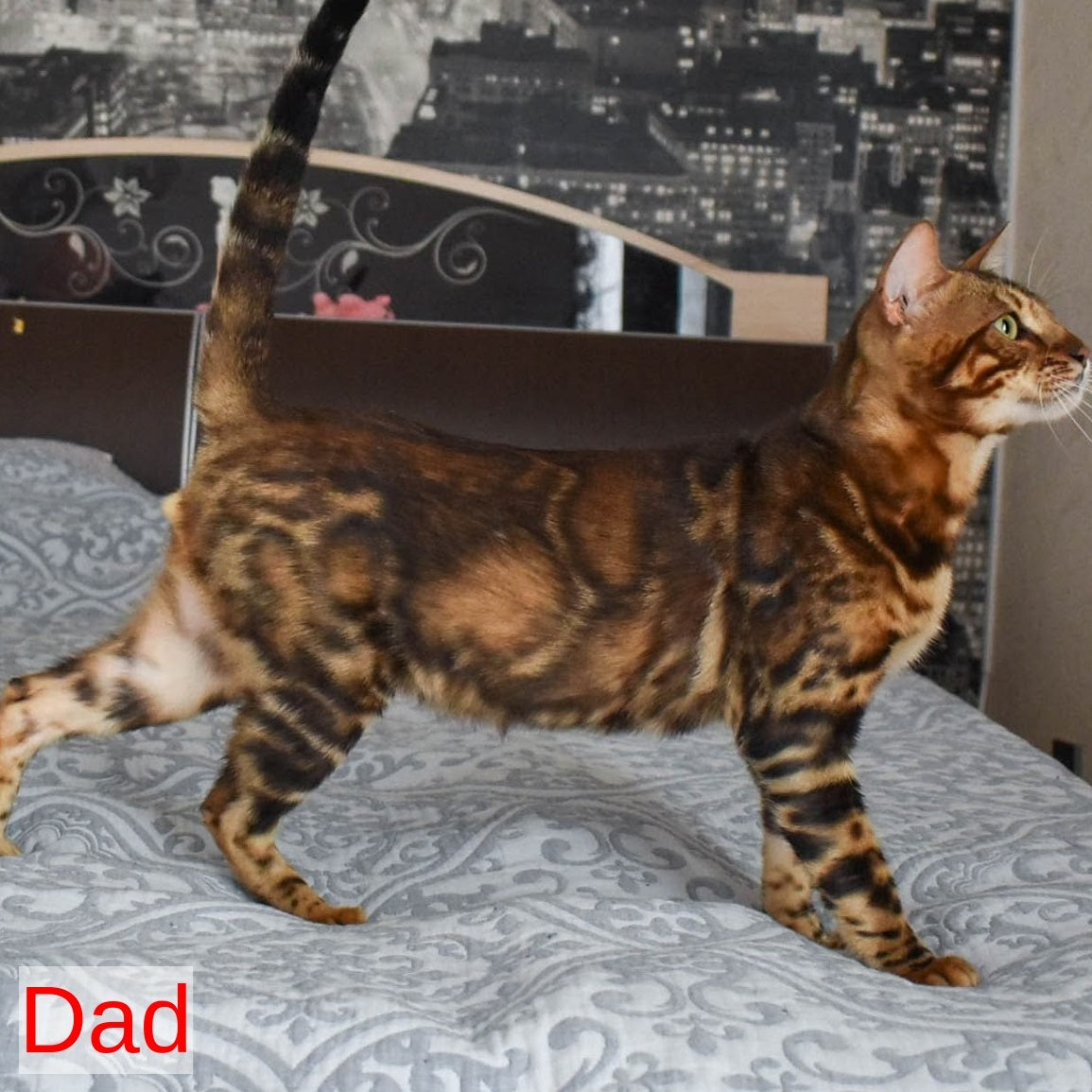 Elvis Bengal male, black spotted tabby