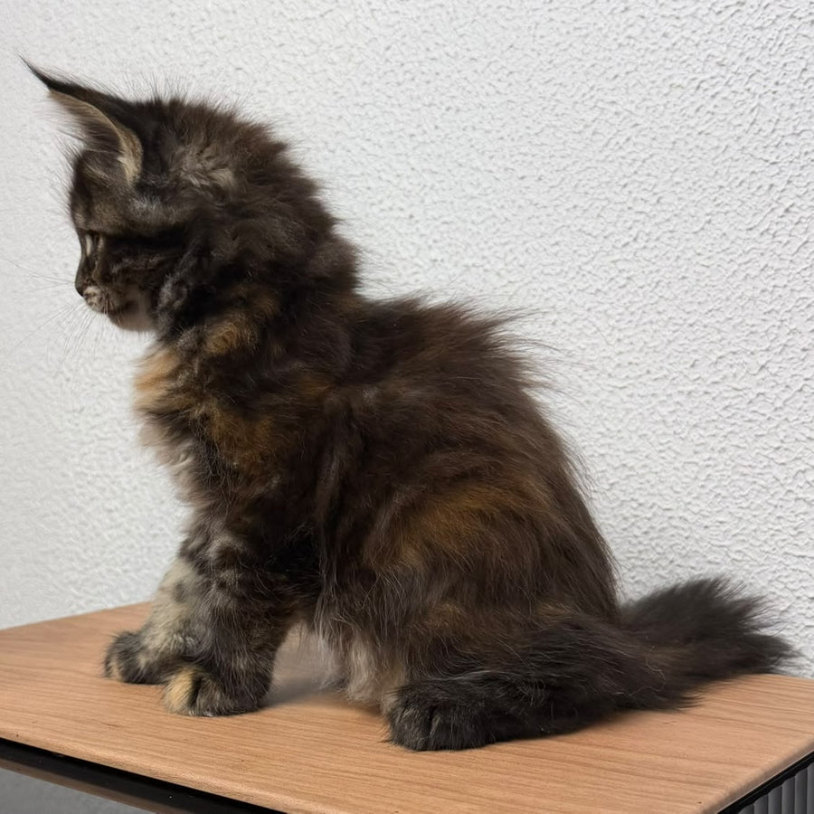 Bernadette Maine Coon female, black tortie tabby