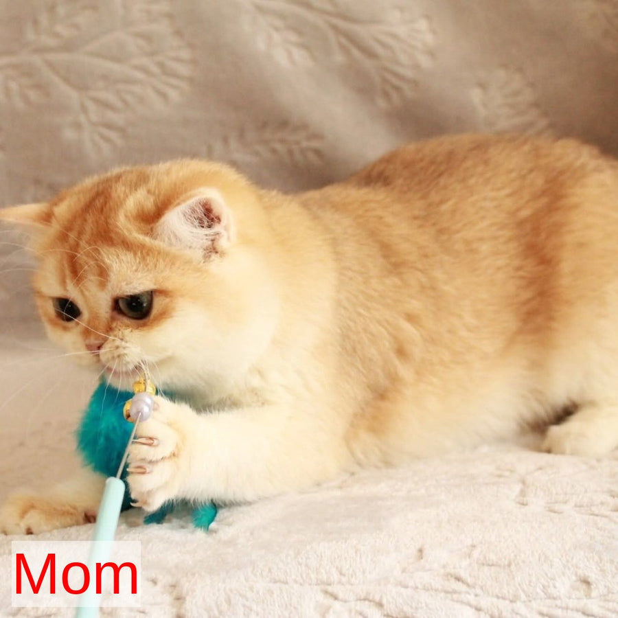 Kitty British Shorthair female, blue golden chinchilla