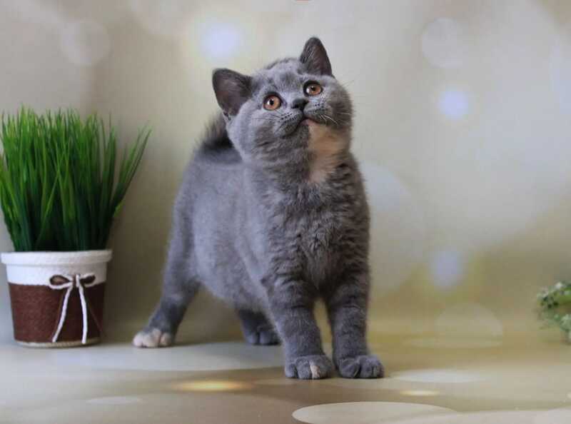 Cessi British Shorthair female blue tortie - live animals
