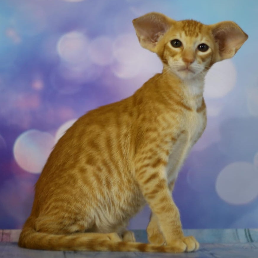Pеpрer Oriental Shorthair male, red