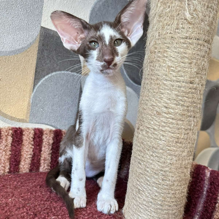 Malva Oriental Shorthair female, chocolate bicolour
