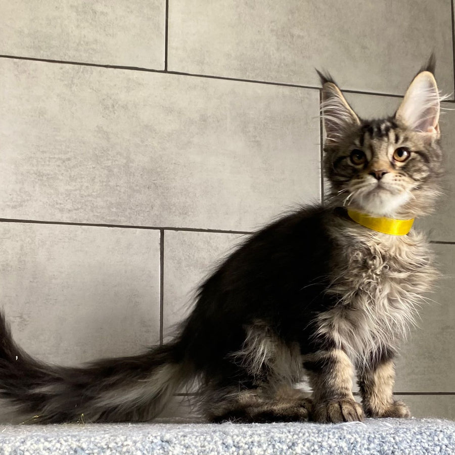 Umba Maine Coon female, black tabby