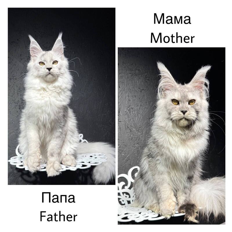 Effect Maine Coon male, black silver