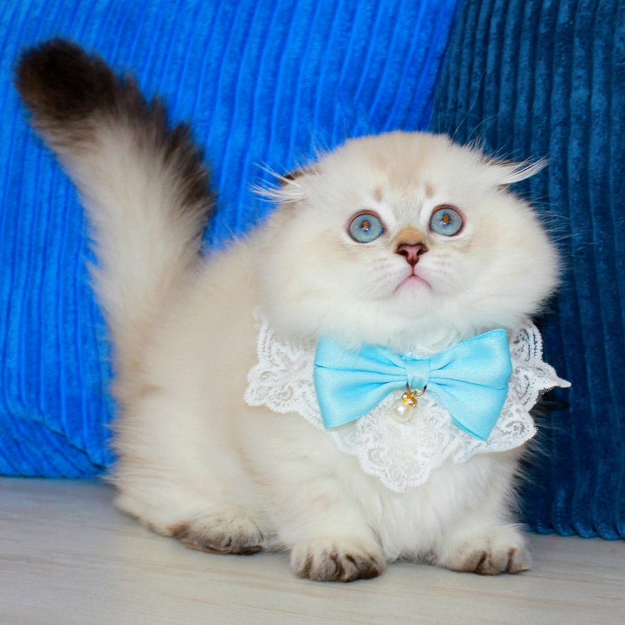 Marsel Munchkin male, chocolate golden shaded pointed
