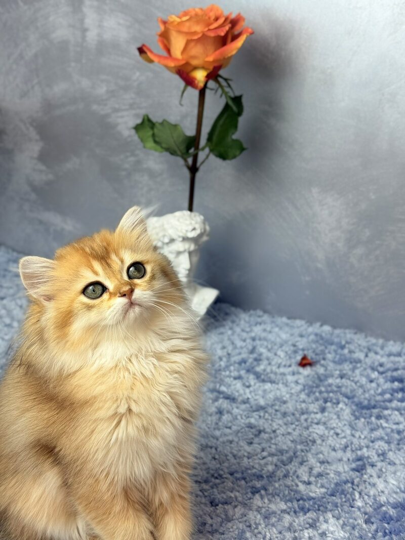 Dasha Scottish Straight female black golden shaded - live animals