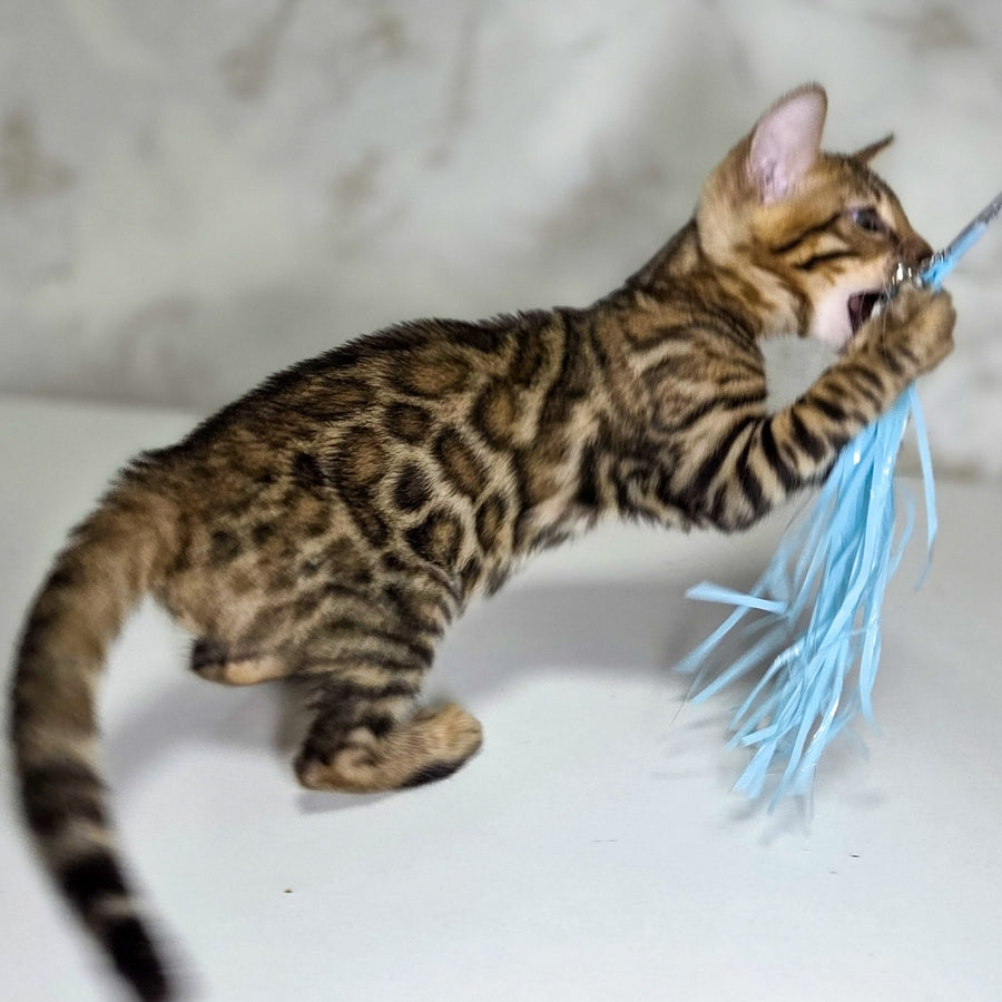 King Bengal male, black spotted tabby