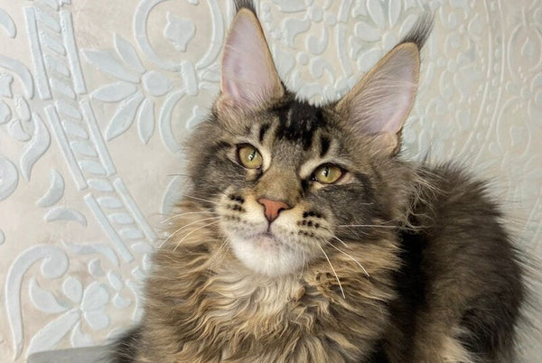 Eric Maine Coon male black ticked tabby live animals