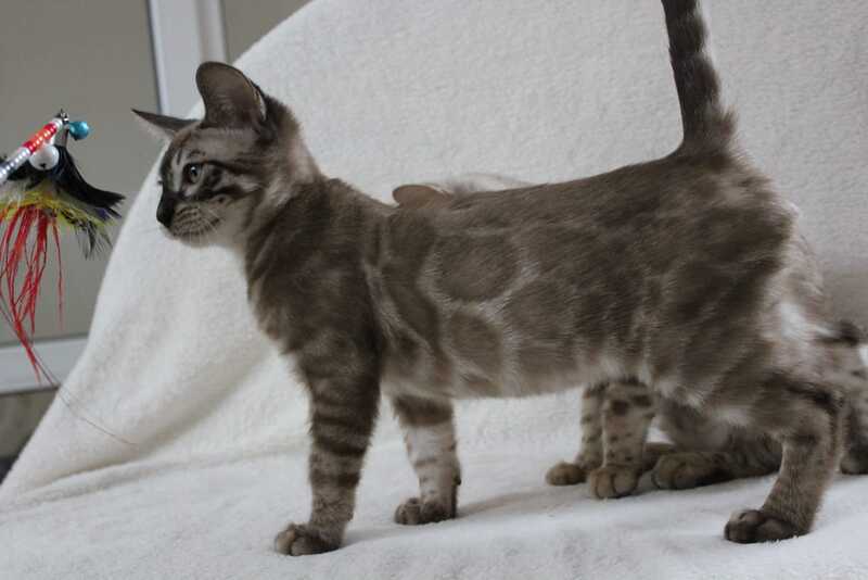 Vakula Bengal male, black amber spotted tabby pointed