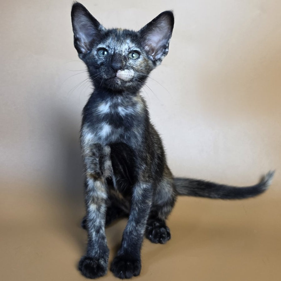 Esmeralda Oriental Shorthair female, black tortie