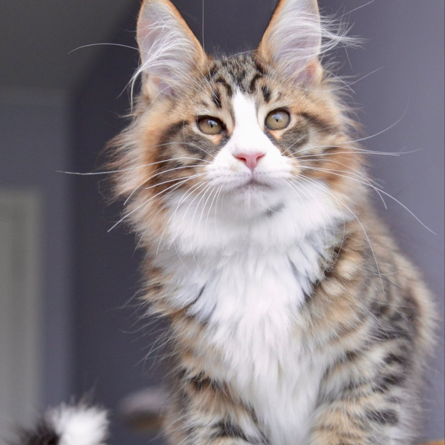 Bright Star Maine Coon male, black with white spotted tabby
