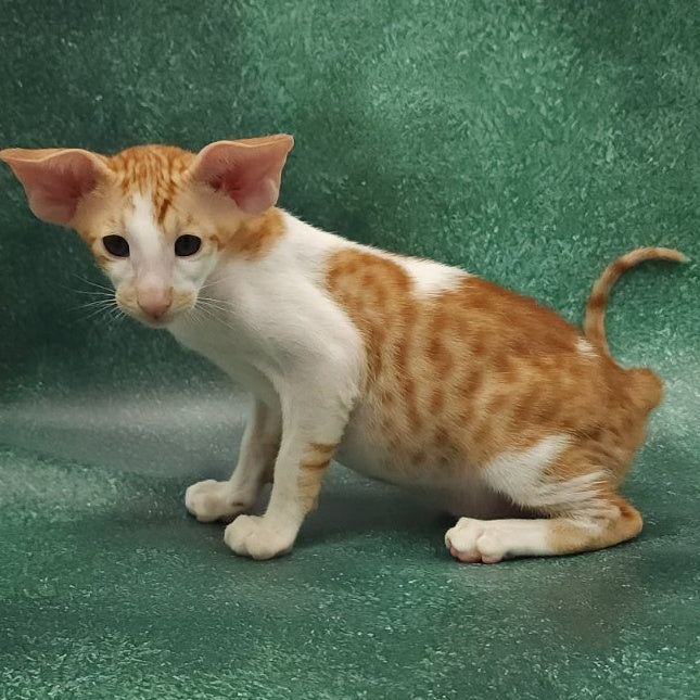 Ziggy Oriental Shorthair male, red bicolour spotted tabby