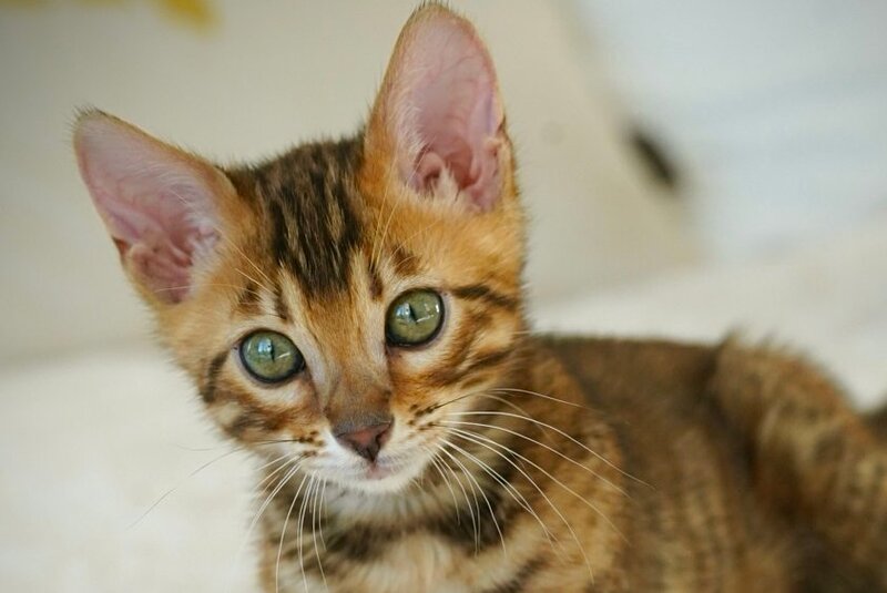 Justin Bengal male, black spotted tabby