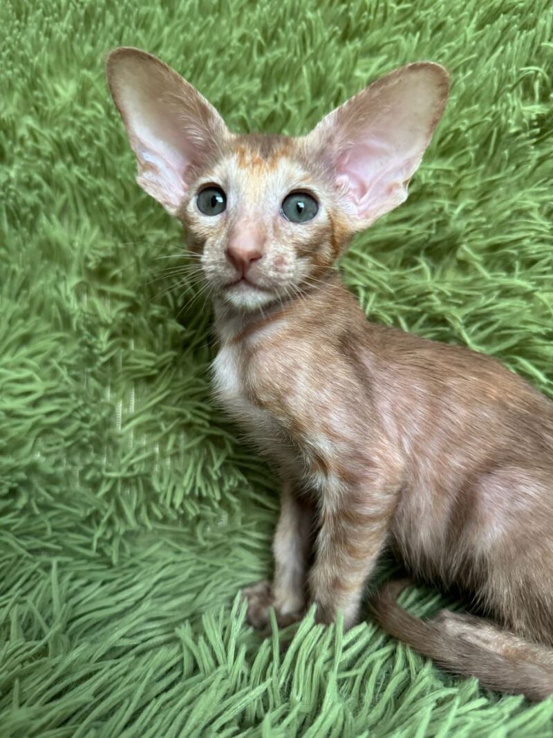 Luna Oriental Shorthair female cinnamon tortie - live animals