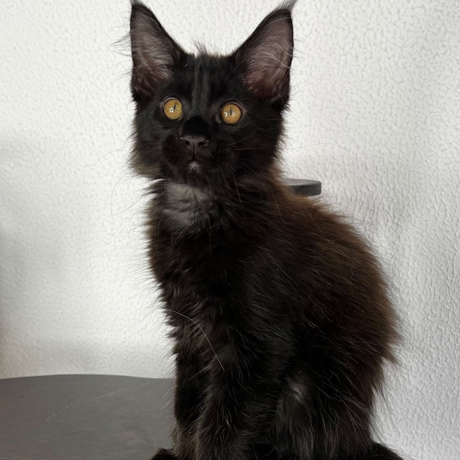 Baloo Maine Coon male, black