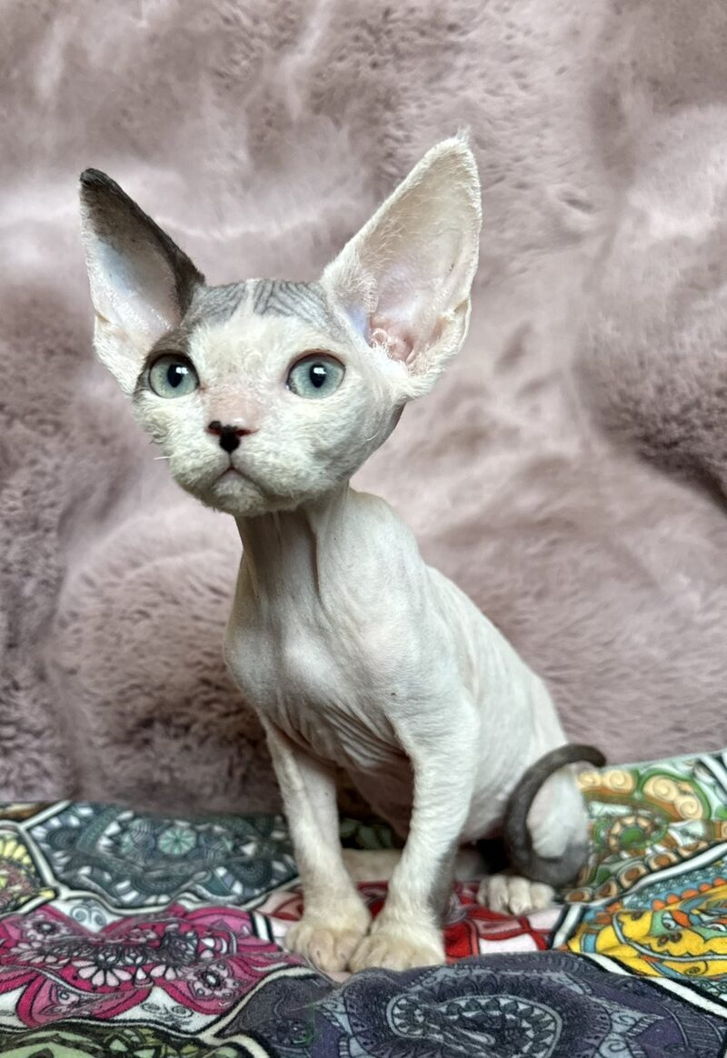 Van Devon Rex male, black harlequin
