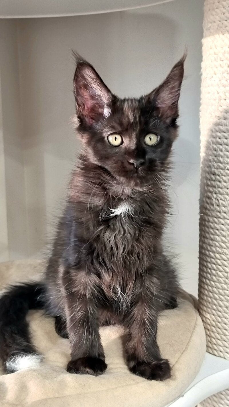 Debora Maine Coon female black with white - live animals
