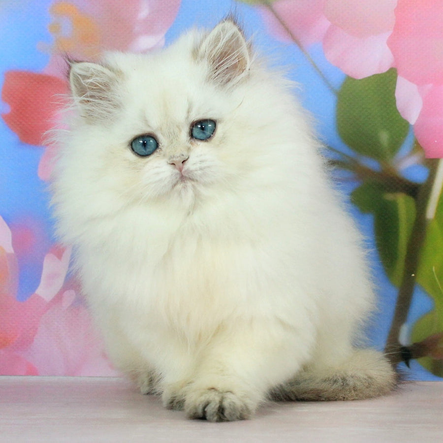 Sherry British Shorthair female, black golden shaded