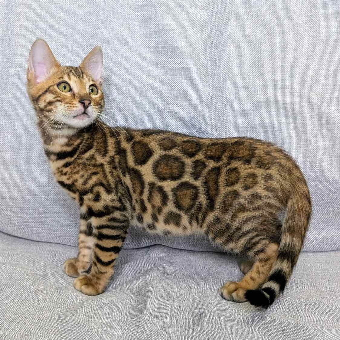 Dexter Bengal male, black spotted tabby
