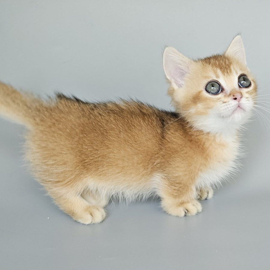 Bublik Munchkin male, black golden shaded