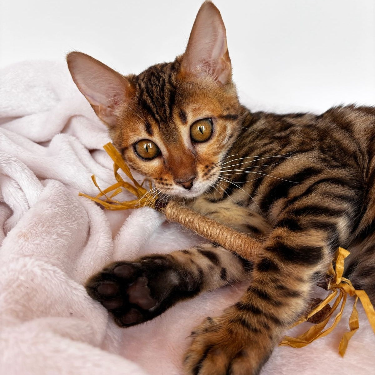 Deizi Bengal female, black spotted tabby