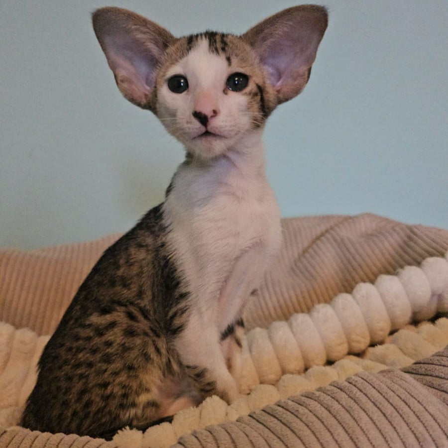 Vicki Oriental Shorthair female, black bicolour spotted tabby