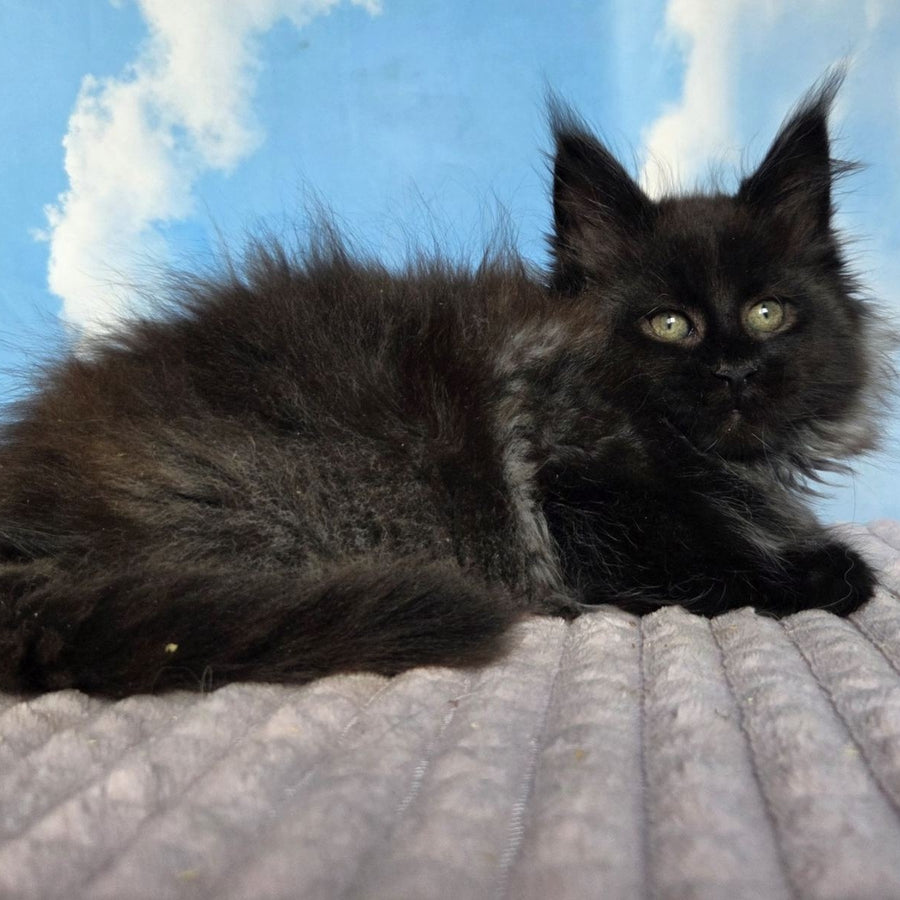 Volk Maine Coon male, black