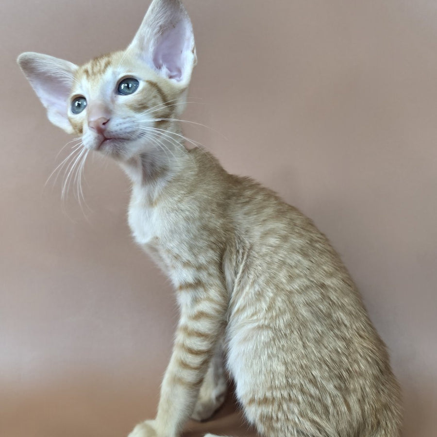Khepri Oriental Shorthair male, red spotted tabby