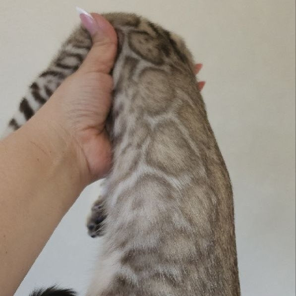 Max Bengal male, seal tabby
