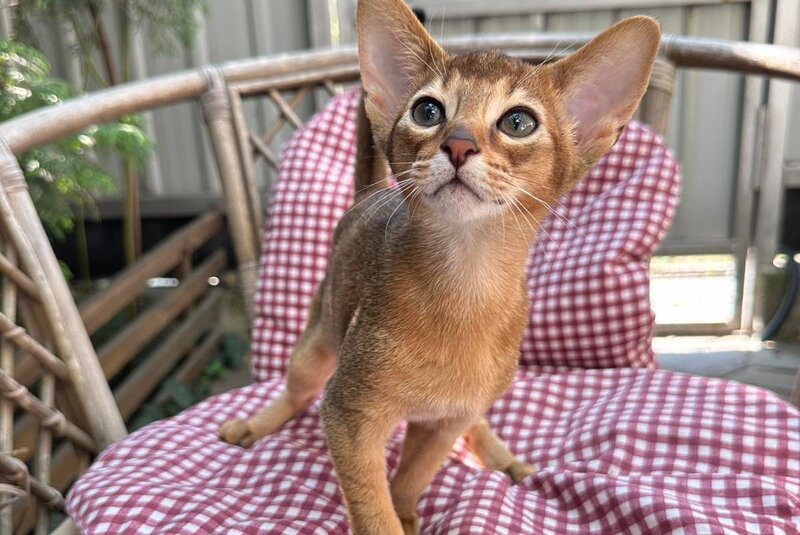 Claus Abyssinian male, black