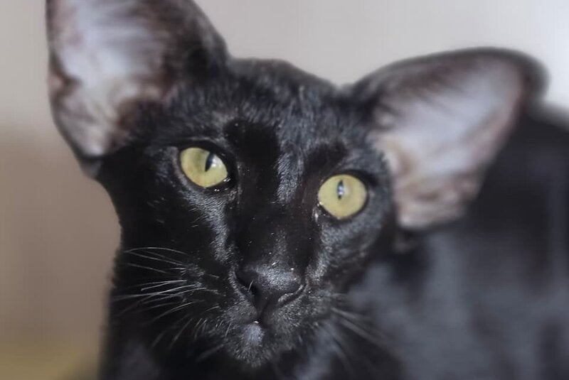 WolfCat Oriental Shorthair male, black