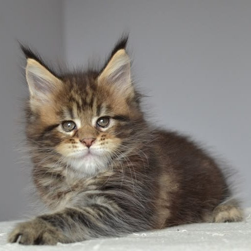 Jemma Maine Coon female, black tabby