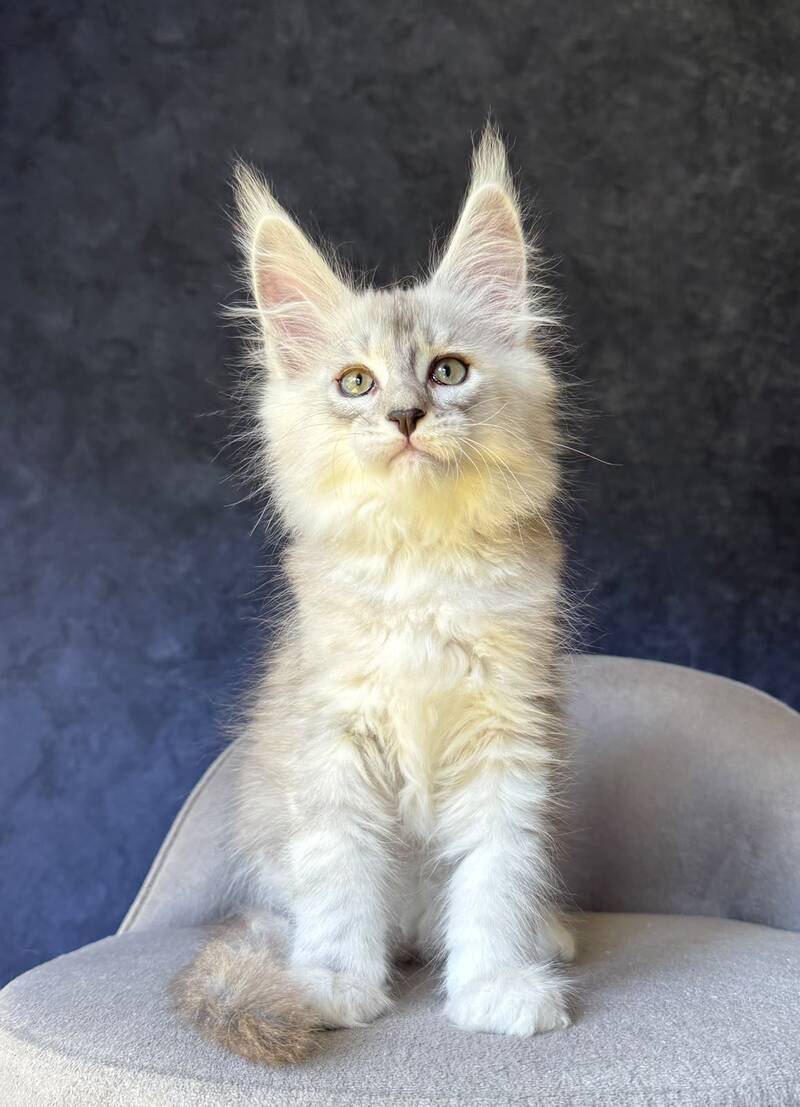 Garvin Maine Coon male, black silver tabby