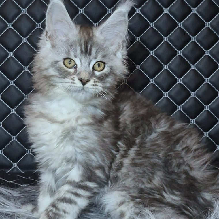 Bourbon Maine Coon polydactyl 5x5x5x5 male, black silver tabby