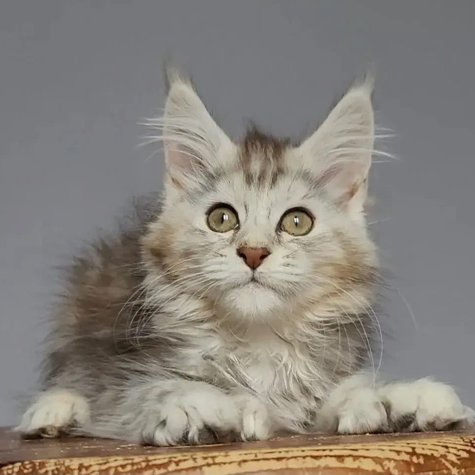 Helga Maine Coon polydactyl 5x6x6x6 female, black tortie silver tabby