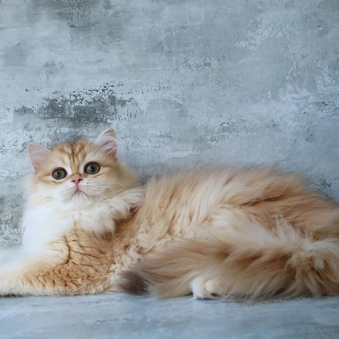 Jady British Longhair female, chocolate golden chinchilla