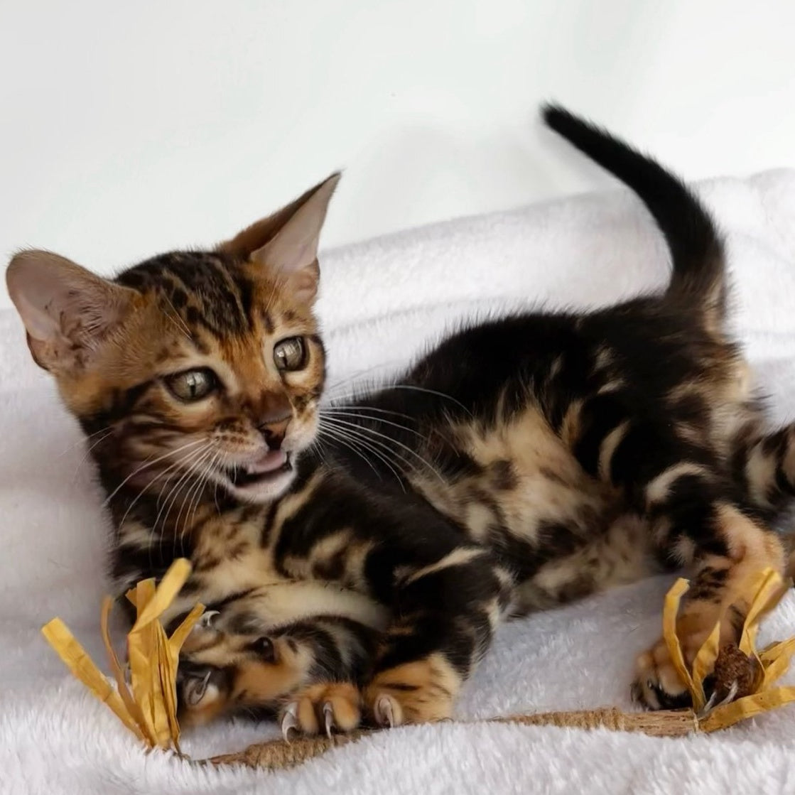 Drakula Bengal male, black tabby
